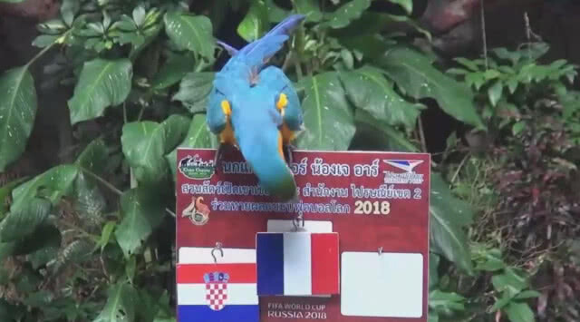 นกแก้วมาคอว์แสนรู้ สวนสัตว์เปิดเขาเขียว ทายแชมป์ฟุตบอลโลก 2018