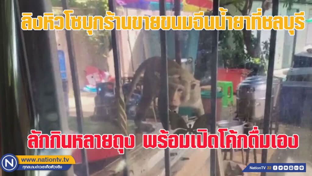 เจ้าจ๋อตัวแสบบุกร้านขายขนมจีนน้ำยาที่ชลบุรี เปิดลักกินหลายถุง พร้อมเปิดโค้กดื่มเอง (ชมคลิป) เจ้าจ๋อตัวแสบบุกร้านขายขนมจีนน้ำยาที่ชลบุรี เปิดลักกินหลายถุง พร้อมเปิดโค้กดื่มเอง (ชมคลิป)