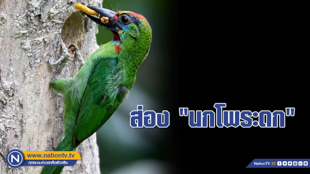 ส่อง!!! "นกโพระดก" สีสันประดับป่า แต้มโลกให้สดใส (ภาพชุด)