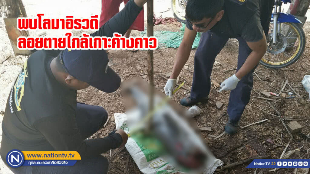 พบโลมาอิรวดีลอยตายใกล้เกาะค้างคาว พบโลมาอิรวดีลอยตายใกล้เกาะค้างคาว