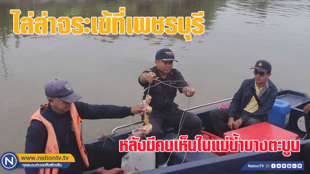 ไล่ล่าจระเข้ที่เพชรบุรี หลังมีคนเห็นในแม่น้ำบางตะบูน
