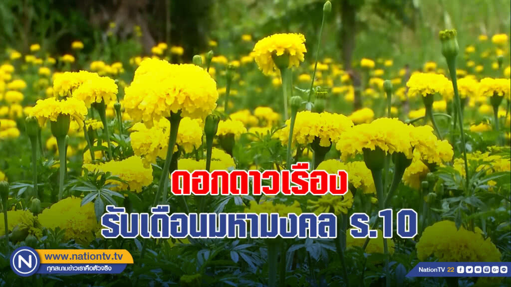 ดอกดาวเรืองรับเดือนมหามงคล รัชกาลที่ 10