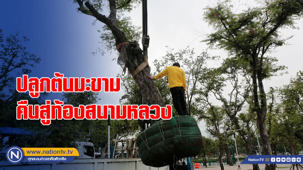 ปลูกต้นมะขามคืนสู่ท้องสนามหลวง