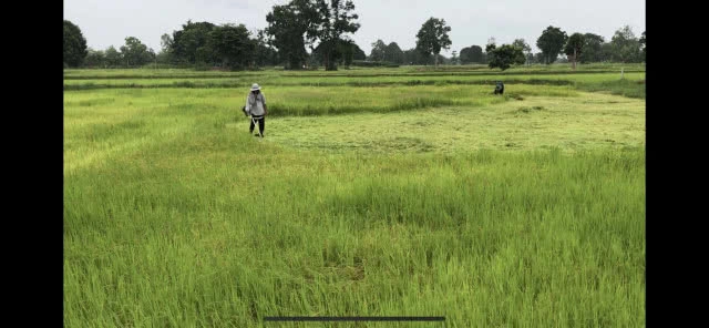 ชาวนาดีใจ! ฝนตกได้น้ำทำนาขอให้ตกมาอีกจนเต็มนา