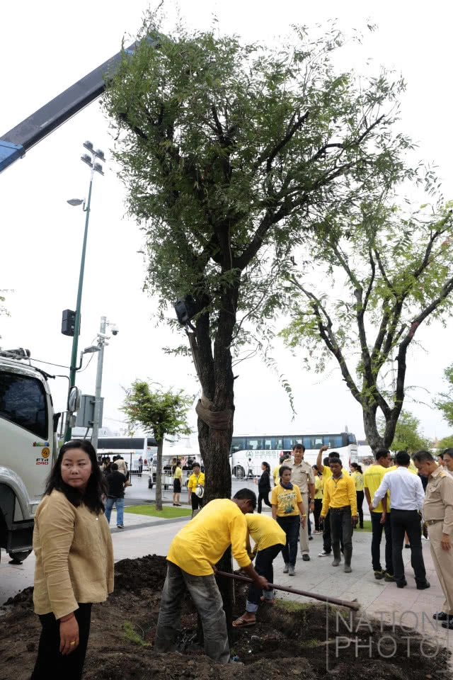 ปลูกต้นมะขามคืนสู่ท้องสนามหลวง