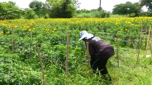 ดอกดาวเรืองรับเดือนมหามงคล รัชกาลที่ 10