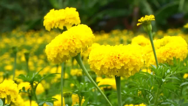 ดอกดาวเรืองรับเดือนมหามงคล รัชกาลที่ 10