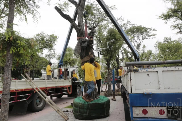 ปลูกต้นมะขามคืนสู่ท้องสนามหลวง