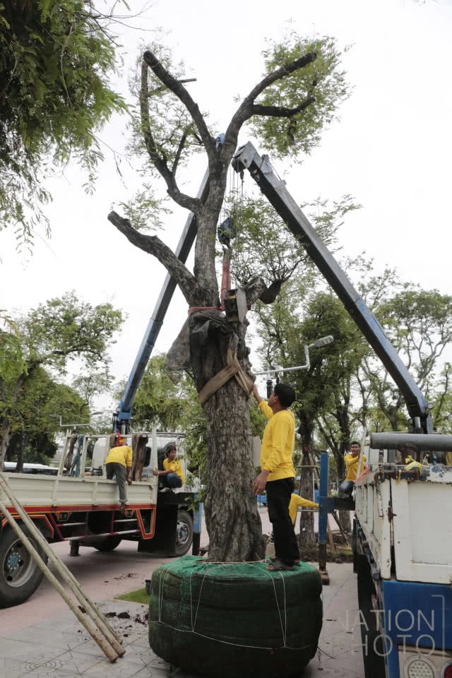 ปลูกต้นมะขามคืนสู่ท้องสนามหลวง