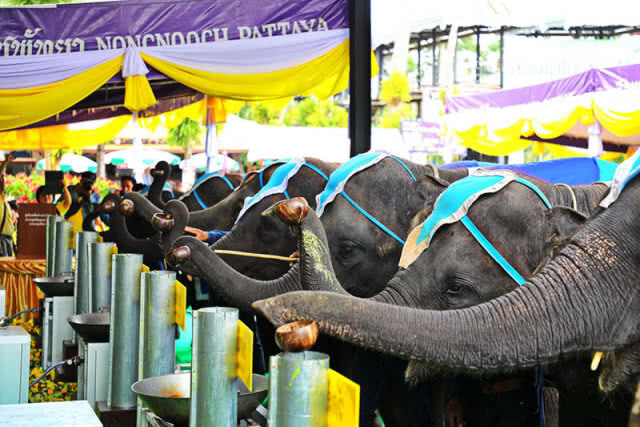ช้างแสนรู้สวนนงนุชพัทยา 9 เชือก ร่วมหล่อเทียนพรรษา สืบสานประเพณี วันเข้าพรรษา(มีคลิป)