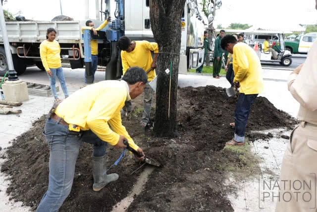 ปลูกต้นมะขามคืนสู่ท้องสนามหลวง