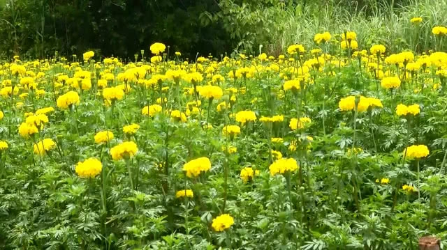 ดอกดาวเรืองรับเดือนมหามงคล รัชกาลที่ 10