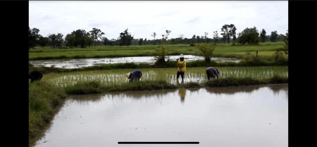ชาวนาดีใจ! ฝนตกได้น้ำทำนาขอให้ตกมาอีกจนเต็มนา
