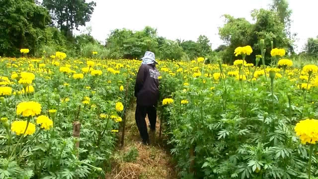 ดอกดาวเรืองรับเดือนมหามงคล รัชกาลที่ 10