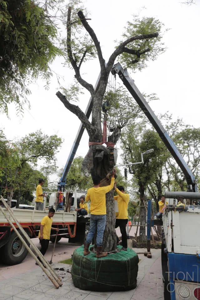ปลูกต้นมะขามคืนสู่ท้องสนามหลวง