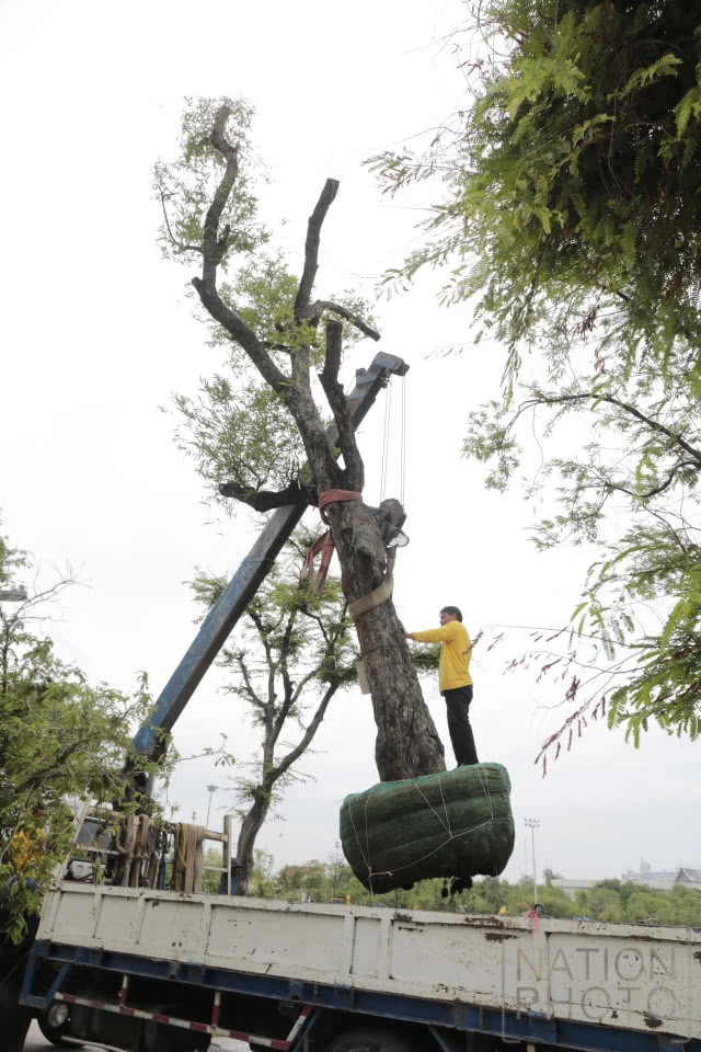 ปลูกต้นมะขามคืนสู่ท้องสนามหลวง