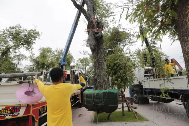 ปลูกต้นมะขามคืนสู่ท้องสนามหลวง