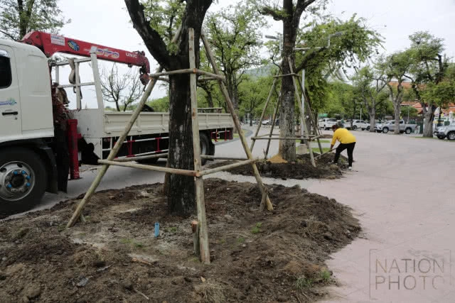 ปลูกต้นมะขามคืนสู่ท้องสนามหลวง