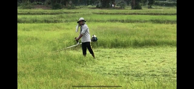 ชาวนาดีใจ! ฝนตกได้น้ำทำนาขอให้ตกมาอีกจนเต็มนา