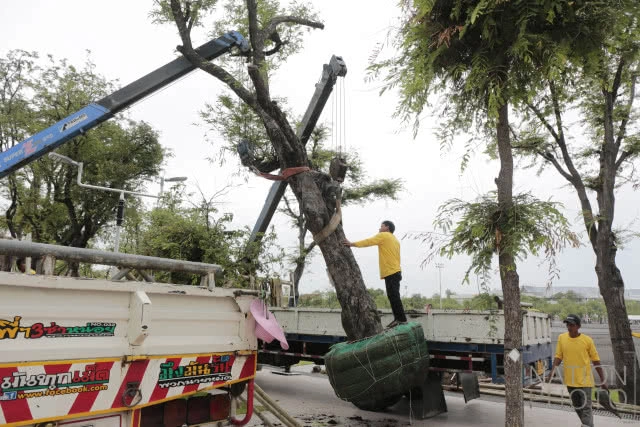 ปลูกต้นมะขามคืนสู่ท้องสนามหลวง