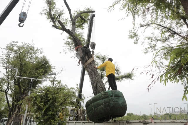 ปลูกต้นมะขามคืนสู่ท้องสนามหลวง