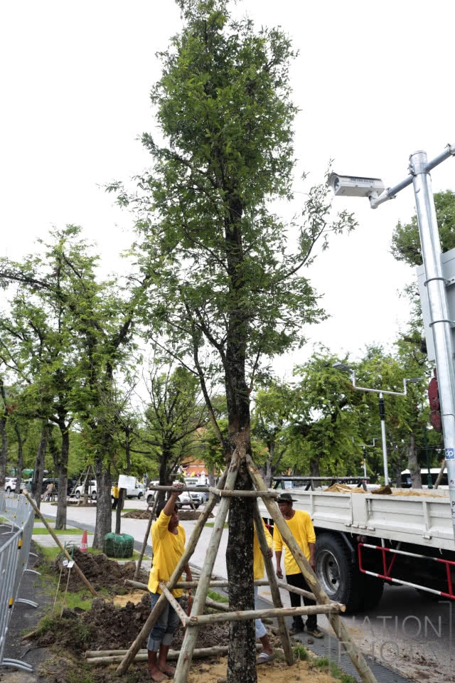 ปลูกต้นมะขามคืนสู่ท้องสนามหลวง