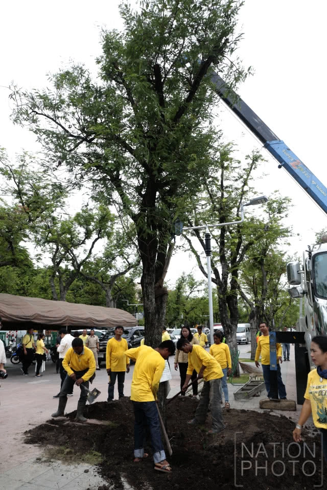 ปลูกต้นมะขามคืนสู่ท้องสนามหลวง