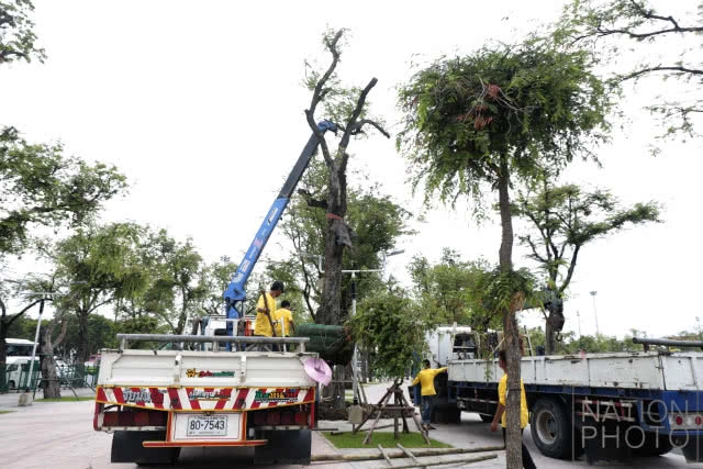 ปลูกต้นมะขามคืนสู่ท้องสนามหลวง