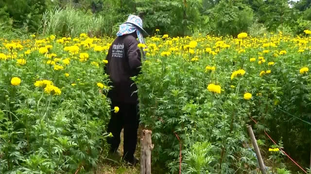 ดอกดาวเรืองรับเดือนมหามงคล รัชกาลที่ 10