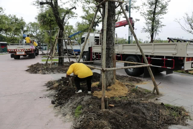 ปลูกต้นมะขามคืนสู่ท้องสนามหลวง