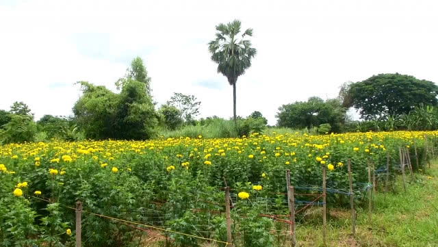 ดอกดาวเรืองรับเดือนมหามงคล รัชกาลที่ 10