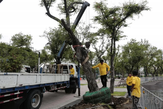 ปลูกต้นมะขามคืนสู่ท้องสนามหลวง