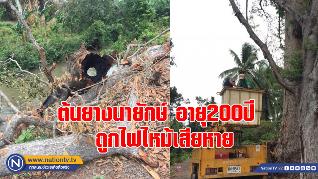 ต้นยางนายักษ์ อายุ200ปี  ถูกไฟไหม้เสียหาย