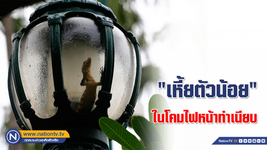 ช่วยผมที!!! "เหี้ยตัวน้อย" ในโคมไฟหน้าทำเนียบ ช่วยผมที!!! "เหี้ยตัวน้อย" ในโคมไฟหน้าทำเนียบ