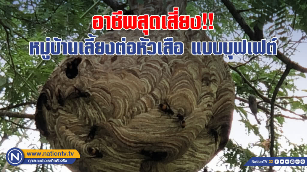 อาชีพสุดเสี่ยง!! หมู่บ้านเลี้ยงต่อหัวเสือแบบบุฟเฟต์