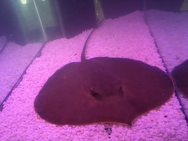 1 ก.ย.-29 พ.ย.นี้ !! เตรียมเปิดให้ขึ้นทะเบียนสัตว์น้ำ 12 ชนิด หลังถูกประกาศขึ้นบัญชีสัตว์ป่าคุ้มครอง