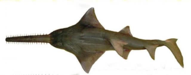 1 ก.ย.-29 พ.ย.นี้ !! เตรียมเปิดให้ขึ้นทะเบียนสัตว์น้ำ 12 ชนิด หลังถูกประกาศขึ้นบัญชีสัตว์ป่าคุ้มครอง