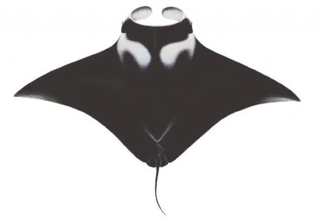 1 ก.ย.-29 พ.ย.นี้ !! เตรียมเปิดให้ขึ้นทะเบียนสัตว์น้ำ 12 ชนิด หลังถูกประกาศขึ้นบัญชีสัตว์ป่าคุ้มครอง