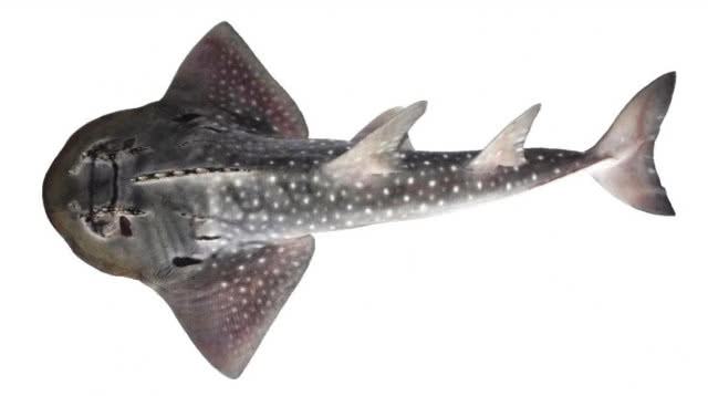 1 ก.ย.-29 พ.ย.นี้ !! เตรียมเปิดให้ขึ้นทะเบียนสัตว์น้ำ 12 ชนิด หลังถูกประกาศขึ้นบัญชีสัตว์ป่าคุ้มครอง