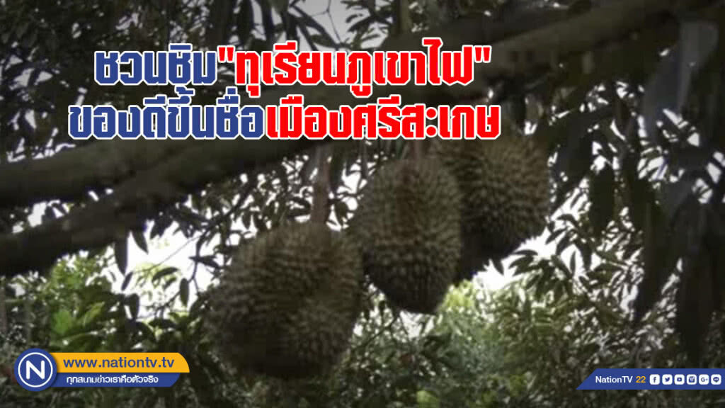 ชวนชิม "ทุเรียนภูเขาไฟ" รุ่นสุดท้ายของฤดูกาลผลไม้ ของดีขึ้นชื่อเมืองศรีสะเกษ