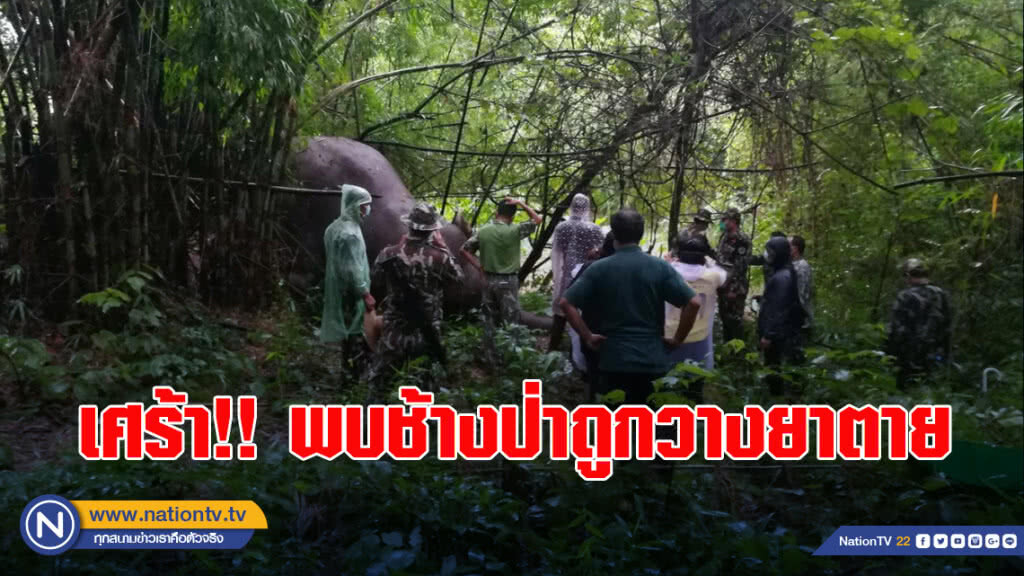 เศร้า!! พบช้างป่าอุทยานน้ำหนาวถูกวางยาตาย