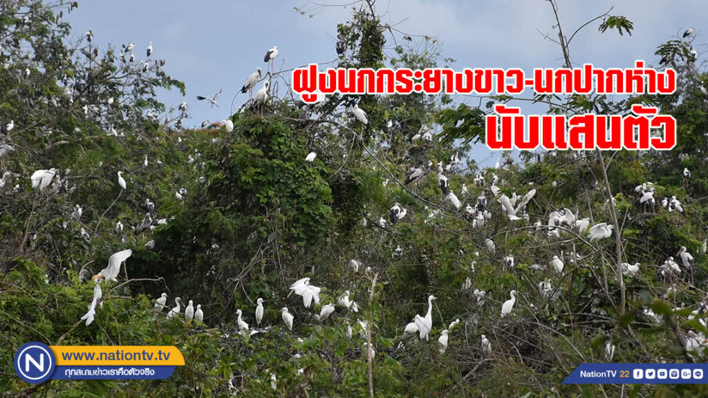 ผวา! ฝูงนกกระยางขาว-นกปากห่างนับแสนตัว