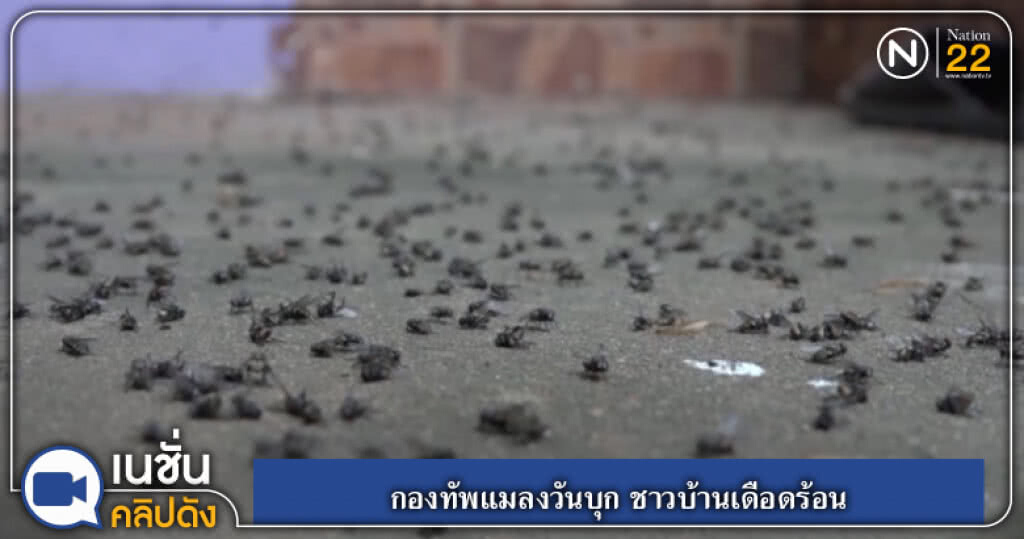 กองทัพแมลงวันบุก ชาวบ้านเดือนร้อน กองทัพแมลงวันบุก ชาวบ้านเดือนร้อน