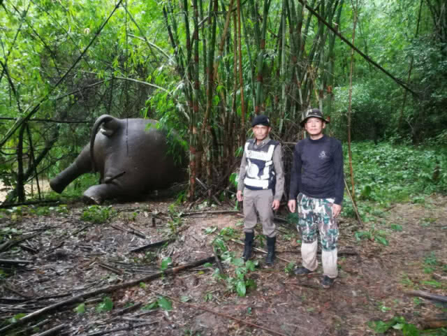 เศร้า!! พบช้างป่าอุทยานน้ำหนาวถูกวางยาตาย