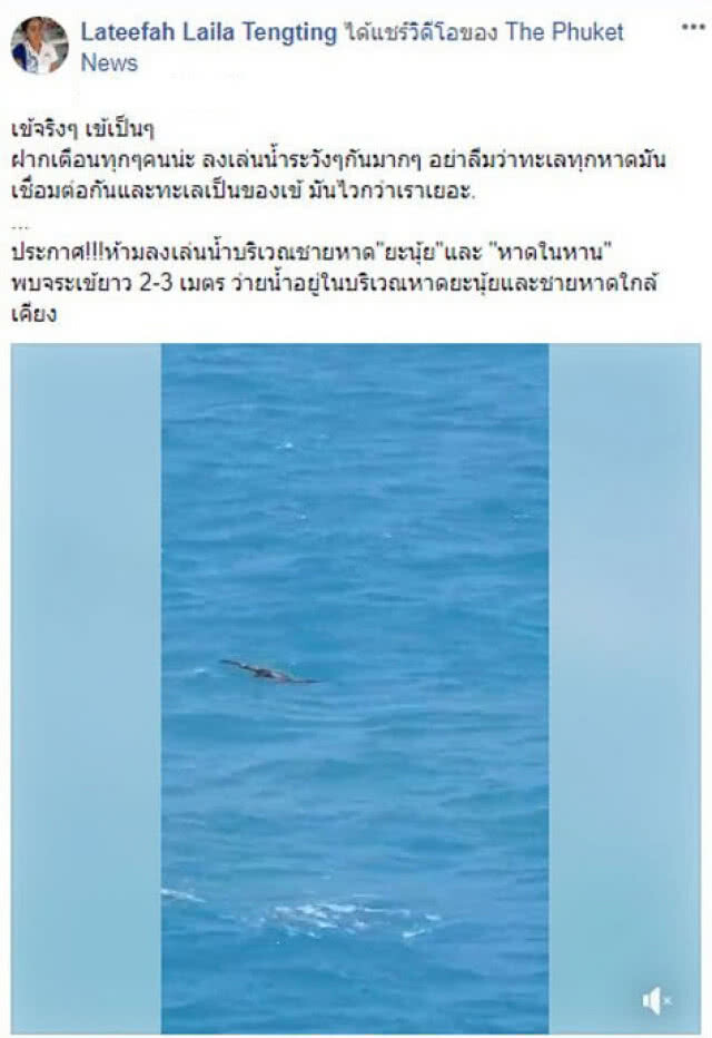 เตือน! พบจระเข้โผล่ทะเลภูเก็ต นักท่องเที่ยวห้ามลงเล่นน้ำ