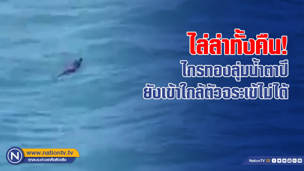 ไกรทองลุ่มน้ำตาปี ไล่ล่าจระเข้ทั้งคืน ยังเข้าใกล้ตัวไม่ได้