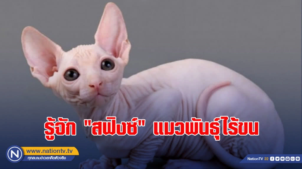 แมวอะไรไร้ขน..."สฟิงซ์"