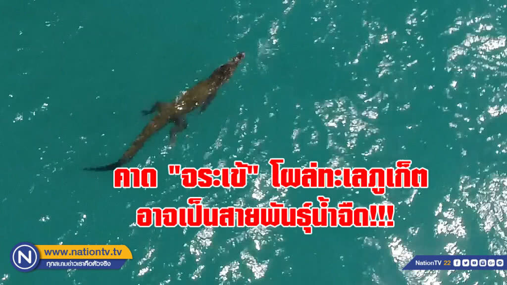 ชุดไกรทองฯ คาด "จระเข้" โผล่ทะเลภูเก็ต อาจเป็นสายพันธ์ุน้ำจืด!!!(คลิป)