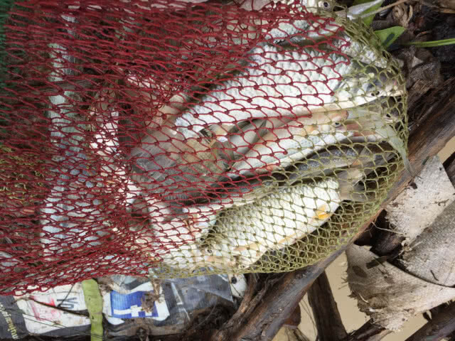 พลิกวิกฤติน้ำหลาก หาปลาสร้างรายได้วันละ 400-500 บาท