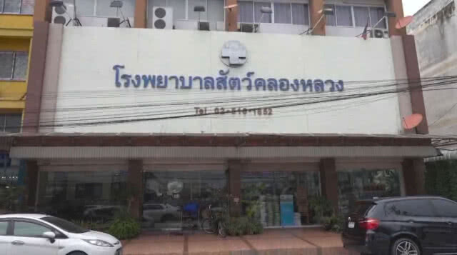 ช่วยเต่าโดนหินเจียรสลักที่กระดองกรีดลึกตัดเส้นประสาท (ชมคลิป)